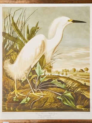 A Heron (Egret) Large Canvas Audubon Print Wall Hanging