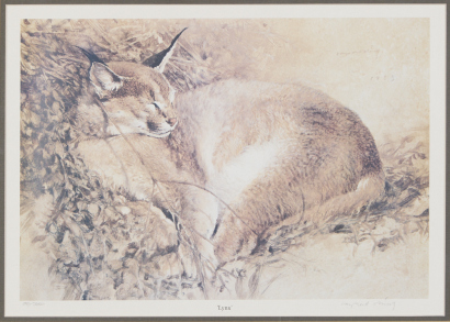 RAYMOND CHING untitled (Lynx)
