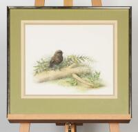 LINDSAY POPLE Old Blue, Chatham Islands, Black Robin