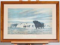 F C MURPHY The Angus Breed is Launched in the United States of America