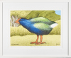 DON BINNEY Motutapu Takahe Release III - 2