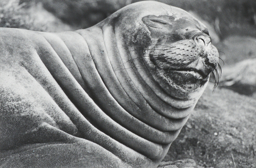 PETER PERYER Sea Elephant