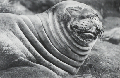 PETER PERYER Sea Elephant