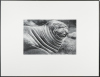 PETER PERYER Sea Elephant - 2