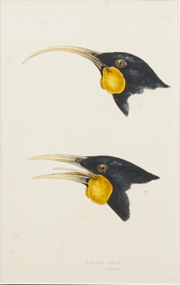 JOHN GOULD Huia Heads