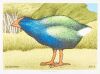 DON BINNEY Motutapu Takahe Release III
