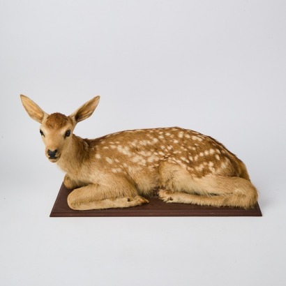 A Taxidermy Fawn