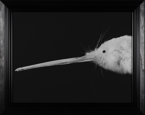 FIONA PARDINGTON Portrait of Kimiakau Kiwi