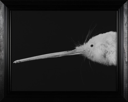 FIONA PARDINGTON Portrait of Kimiakau Kiwi