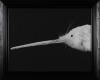 FIONA PARDINGTON Portrait of Kimiakau Kiwi