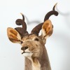 A Taxidermy Kudu Bull - 2