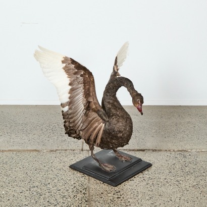 A Taxidermy Swan