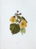 ISABELLA MCHUTCHESON SINCLAIR Indigenous Flowers of the Hawaiian Islands - 2