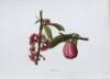 ISABELLA MCHUTCHESON SINCLAIR Indigenous Flowers of the Hawaiian Islands - 3