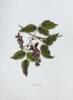 ISABELLA MCHUTCHESON SINCLAIR Indigenous Flowers of the Hawaiian Islands - 5