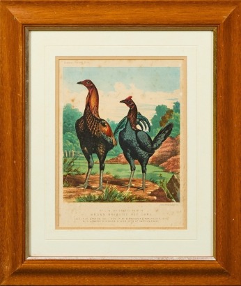 A Cassell's Poultry Book, 'Brown Breasted Red Game' Print