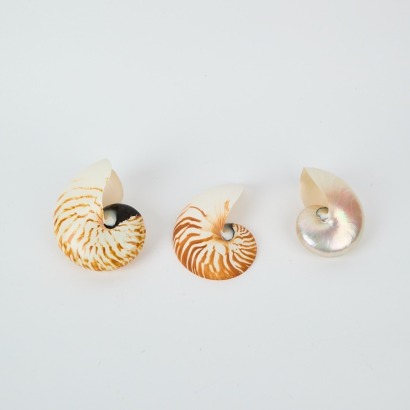A Set of Three Nautilus Shells
