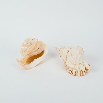 A Pair of Large Conch Shells