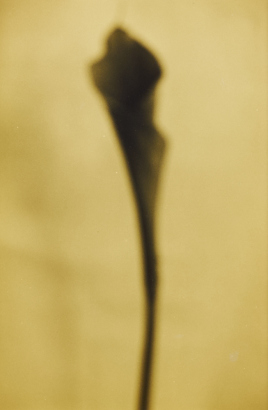 KEITH ABBOTT Arum