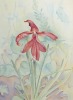 RITA ANGUS Orchid (BNZ Multiple)