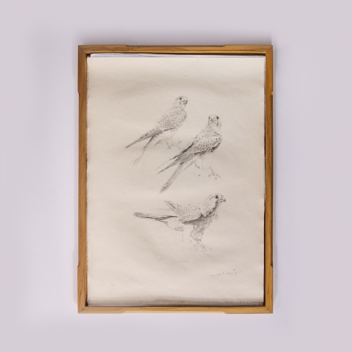 RAYMOND CHING The Raymond Ching Portfolio of Bird Drawings