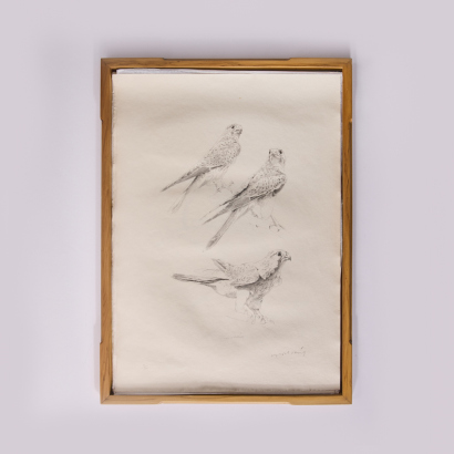 RAYMOND CHING The Raymond Ching Portfolio of Bird Drawings