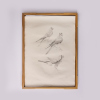 RAYMOND CHING The Raymond Ching Portfolio of Bird Drawings