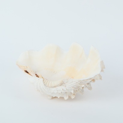 A Clam Shell