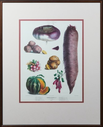 A Framed Album Vilmorin Vegetable Poster