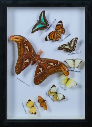 A Set of Nine Framed Taxidermy Butterflies