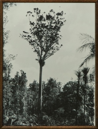 An Early New Zealand Kaipara Photo Attributed To James Hanox