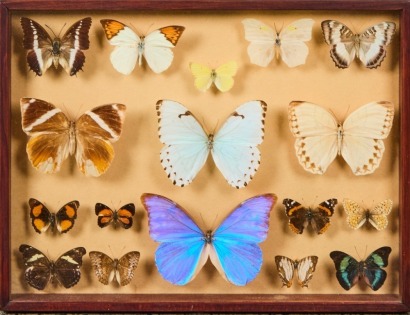 A Framed Collection of Taxidermy Butterflies