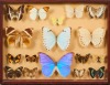 A Framed Collection of Taxidermy Butterflies
