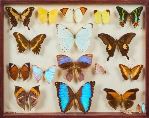 A Framed Collection of Taxidermy Butterflies