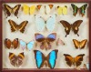 A Framed Collection of Taxidermy Butterflies
