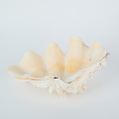 A Clam Shell