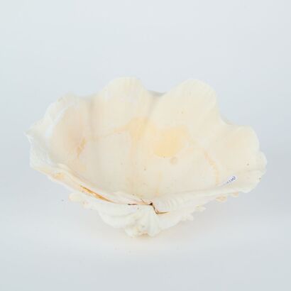 A Clam Shell