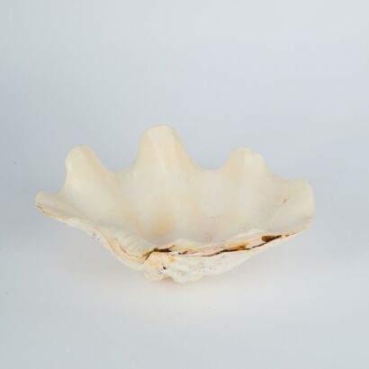 A Clam Shell