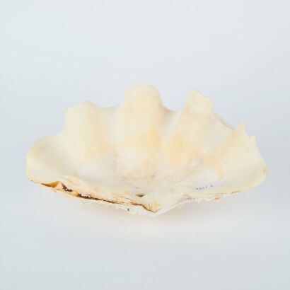 A Clam Shell