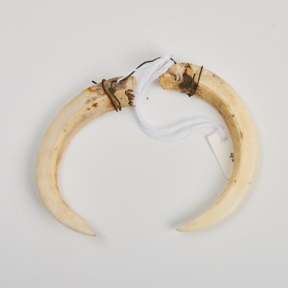 Two Boar Tusk Ornaments, Papua New Guinea