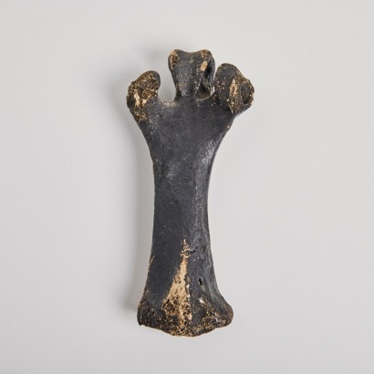 A Leg Bone of a Little Bush Moa, Aotearoa