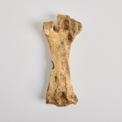 A Leg Bone of a Little Bush Moa, Aotearoa