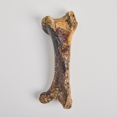 A Leg Bone of a Little Bush Moa, Aotearoa