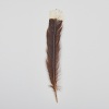 A Framed Huia Feather, Aotearoa - 2