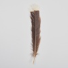 A Framed Huia Feather, Aotearoa - 3