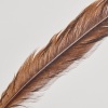 A Framed Huia Feather, Aotearoa - 5