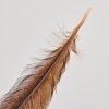 A Framed Huia Feather, Aotearoa - 6