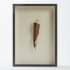 A Framed Huia Feather, Aotearoa
