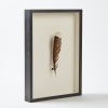 A Framed Huia Feather, Aotearoa - 2