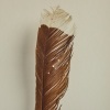 A Framed Huia Feather, Aotearoa - 5
